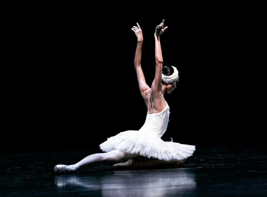 드레스덴 젬퍼 오퍼 빈사의 백조  (c) Ian Whalen